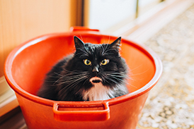 Image de la formule 1 visite quotidienne de 1 heure dans chat bulle